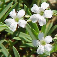 Attēlu rezultāti vaicājumam “Gypsophila muralis flower”