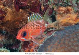 Image result for Holocentrus adscensionis