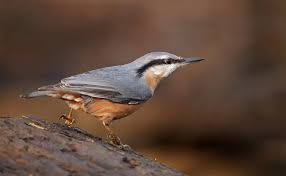 Attēlu rezultāti vaicājumam “Sitta europaea male”