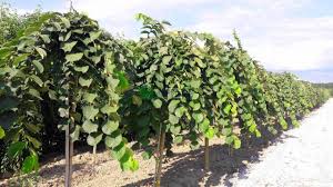 Attēlu rezultāti vaicājumam “Ulmus glabra fruit”