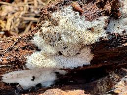 Attēlu rezultāti vaicājumam “Trechispora mollusca”