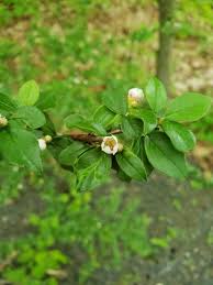 Attēlu rezultāti vaicājumam “Cotoneaster divaricatus fruit”