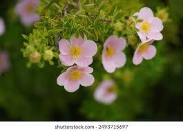 Attēlu rezultāti vaicājumam “Pentaphylloides fruticosa flower”