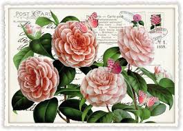 Image result for Pfingstrose