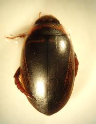 Attēlu rezultāti vaicājumam “Hydaticus transversalis”