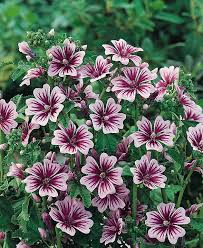 Image result for Malva sylvestris 'Zebrina'