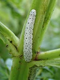 Attēlu rezultāti vaicājumam “Tenthredo scrophulariae larva”