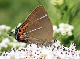 Attēlu rezultāti vaicājumam “Satyrium w-album underside”