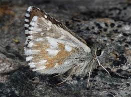 Attēlu rezultāti vaicājumam “Pyrgus serratulae underside”