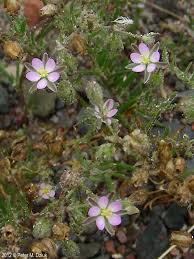 Attēlu rezultāti vaicājumam “Spergularia rubra”
