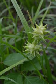 Attēlu rezultāti vaicājumam “Carex globularis”