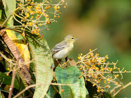 Image result for Dendroica striata