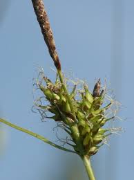 Attēlu rezultāti vaicājumam “Carex hostiana”