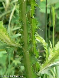 Attēlu rezultāti vaicājumam “Carduus crispus leaf”