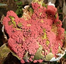 Attēlu rezultāti vaicājumam “Arcyria incarnata young”