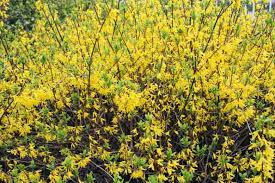 Attēlu rezultāti vaicājumam “Forsythia intermedia”