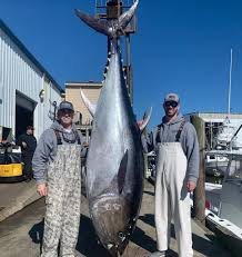 Image result for giant tuna
