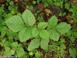 Attēlu rezultāti vaicājumam “Rubus saxatilis leaf”