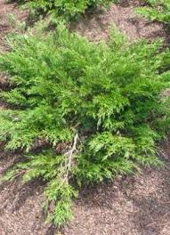 Attēlu rezultāti vaicājumam “Juniperus sabina”