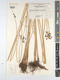 Attēlu rezultāti vaicājumam “Schoenoplectus lacustris subsp. glaucus fruit”