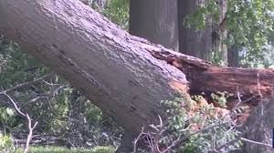 Image result for Halstead Cyclones