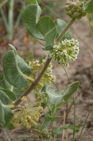 Attēlu rezultāti vaicājumam “Arenaria procera leaf”
