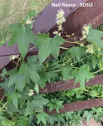 Attēlu rezultāti vaicājumam “Echinocystis lobata leaf”
