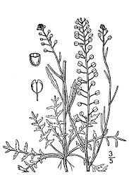 Attēlu rezultāti vaicājumam “Lepidium densiflorum flower”