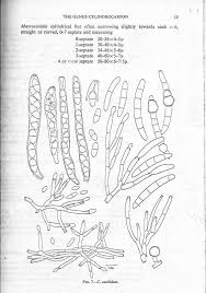 Attēlu rezultāti vaicājumam “Neonectria fuckeliana”