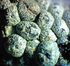 Attēlu rezultāti vaicājumam “Physarum ovisporum sessile”