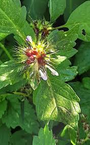 Attēlu rezultāti vaicājumam “Galeopsis bifida flower”