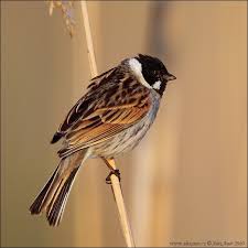 Attēlu rezultāti vaicājumam “Emberiza schoeniclus male”