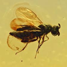 Attēlu rezultāti vaicājumam “Torymidae”