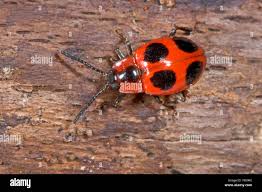 Attēlu rezultāti vaicājumam “Endomychus coccineus”