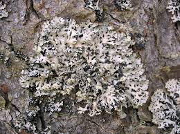 Attēlu rezultāti vaicājumam “Hypogymnia vittata”