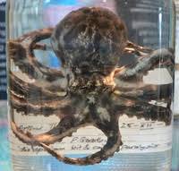 Image result for octopus in a basque