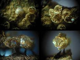 Attēlu rezultāti vaicājumam “Cribraria ferruginea”