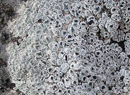 Attēlu rezultāti vaicājumam “Trichia contorta spores”