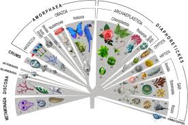 Attēlu rezultāti vaicājumam “Clastodermataceae”