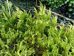 Attēlu rezultāti vaicājumam “Warnstorfia fluitans”