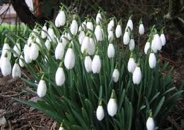Attēlu rezultāti vaicājumam “Galanthus nivalis bud”