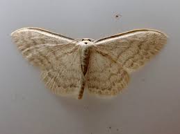 Attēlu rezultāti vaicājumam “Scopula floslactata”