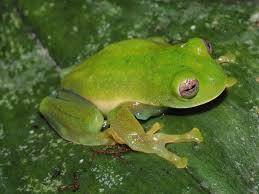 Attēlu rezultāti vaicājumam “Cladopodiella francisci macro”