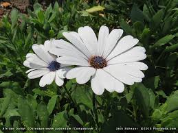 Attēlu rezultāti vaicājumam “Dianemataceae”