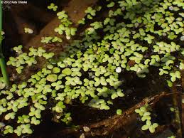 Attēlu rezultāti vaicājumam “Lemna minor”