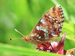 Attēlu rezultāti vaicājumam “Boloria aquilonaris underside”