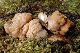 Attēlu rezultāti vaicājumam “Tremella encephala”