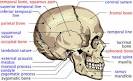 Features of Human Cranium - Atlas of Human Skull Bones and Facial ...