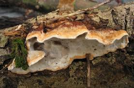 Attēlu rezultāti vaicājumam “Skeletocutis nivea”