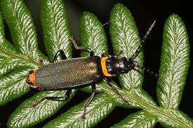 Attēlu rezultāti vaicājumam “Cantharidae”